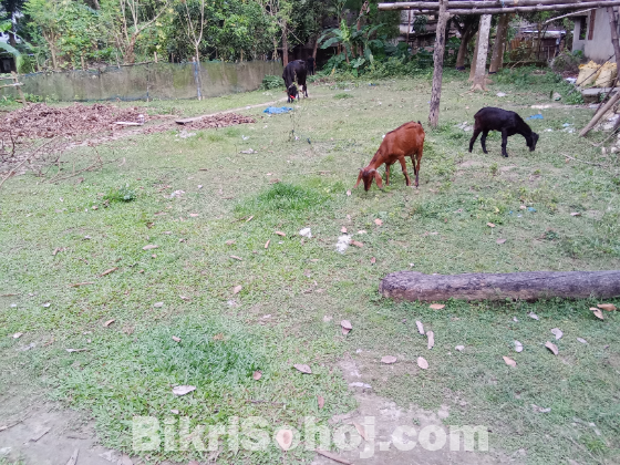 জমিটি স্কয়ার জমি ১২ ফিটের রাস্তা ছাড়া আছে